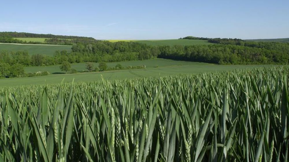 Leclerc signe un partenariat pour plus de blé « Harmony »