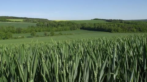 Leclerc signe un partenariat pour plus de blé « Harmony » Leclerc signe un partenariat pour plus de blé « Harmony »