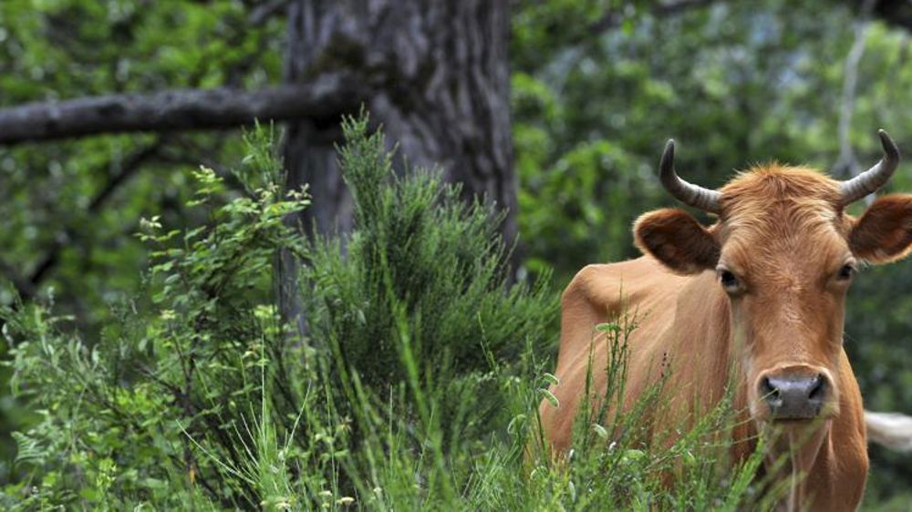 Les ventes d’œufs progressent en 2018