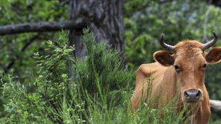 Les ventes d’œufs progressent en 2018 Les ventes d’œufs progressent en 2018