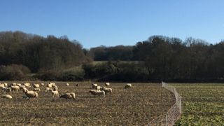 Des moutons dans les céréales, un pari gagnant-gagnant Des moutons dans les céréales, un pari gagnant-gagnant