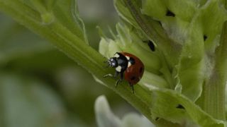 Du biocontrôle et des OAD pour réduire les produits phyto Du biocontrôle et des OAD pour réduire les produits phyto