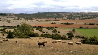 La Légion sur le Larzac, une opération « gagnant-gagnant » La Légion sur le Larzac, une opération « gagnant-gagnant »