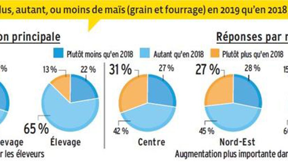 Des surfaces de maïs prévues en légère baisse