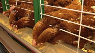Des élevages en cage « sans aucune solution » Des élevages en cage « sans aucune solution »