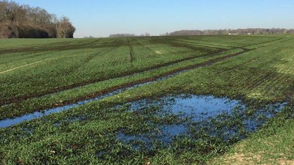 Des champs pollués par du pétrole