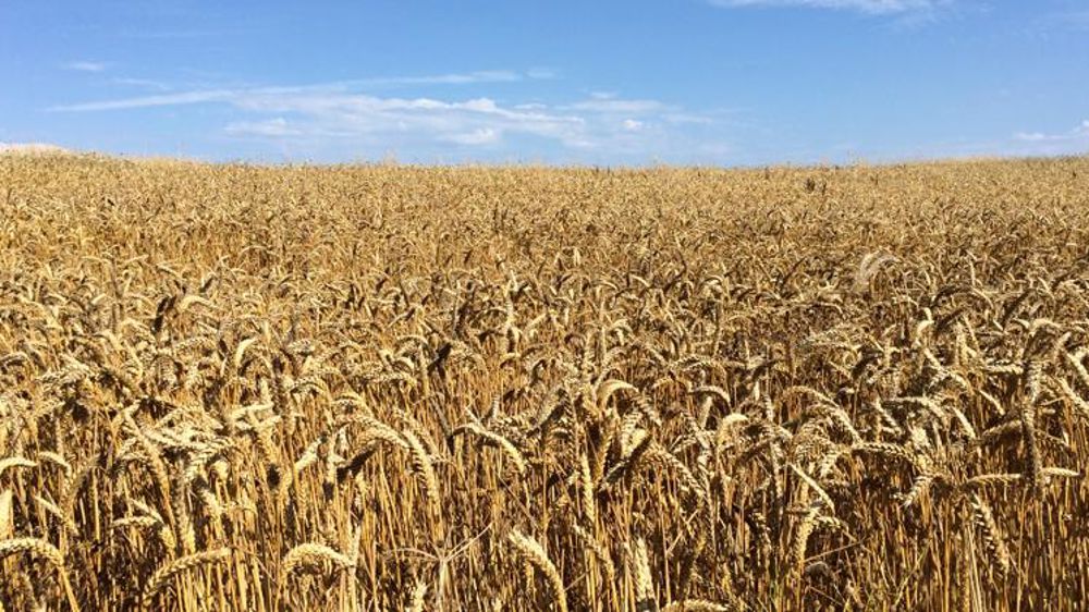 Les céréales en repli