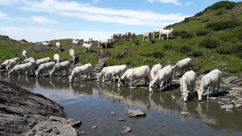 La gasconne des Pyrénées prépare l’avenir La gasconne des Pyrénées prépare l’avenir