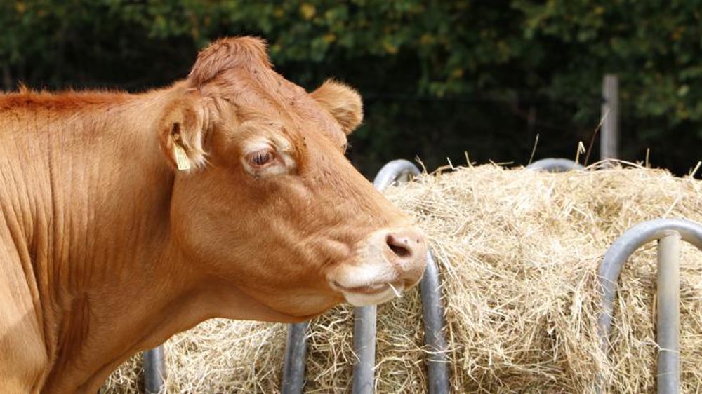 104 000 vaches de moins en France