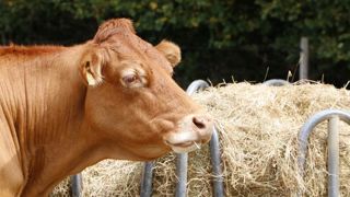 104 000 vaches de moins en France 104 000 vaches de moins en France