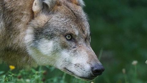 Les maires demandent de l’aide face aux loups Les maires demandent de l’aide face aux loups