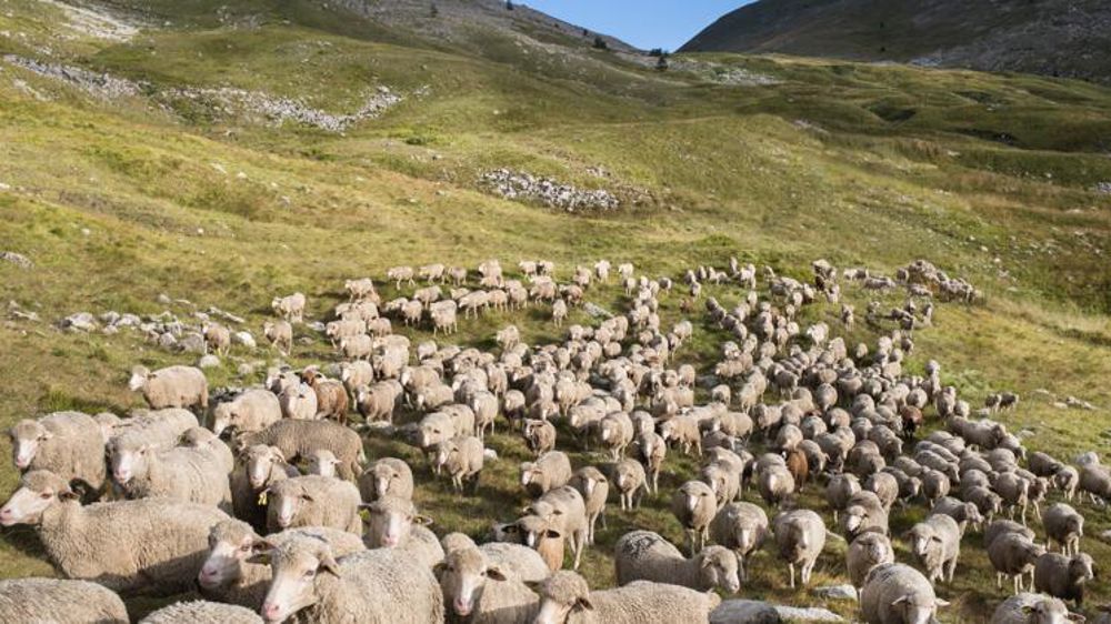 La filière ovine « offre de véritables opportunités »