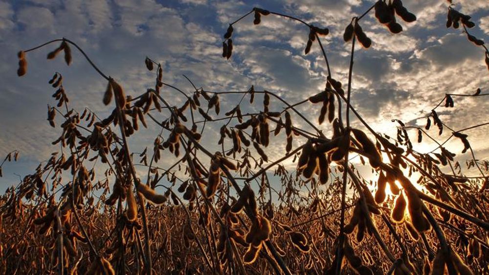 Des ONG épinglent le soja importé