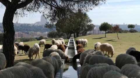 500 moutons veillent sur le plus grand parc de Madrid 500 moutons veillent sur le plus grand parc de Madrid