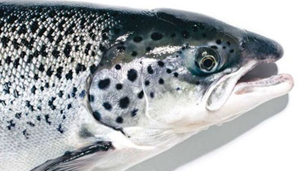 Le Canada autorise la production d’un saumon transgénique