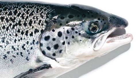 Le Canada autorise la production d’un saumon transgénique Le Canada autorise la production d’un saumon transgénique