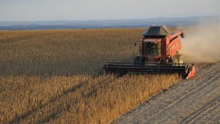 Une récolte de maïs en hausse de 16,5 % Une récolte de maïs en hausse de 16,5 %