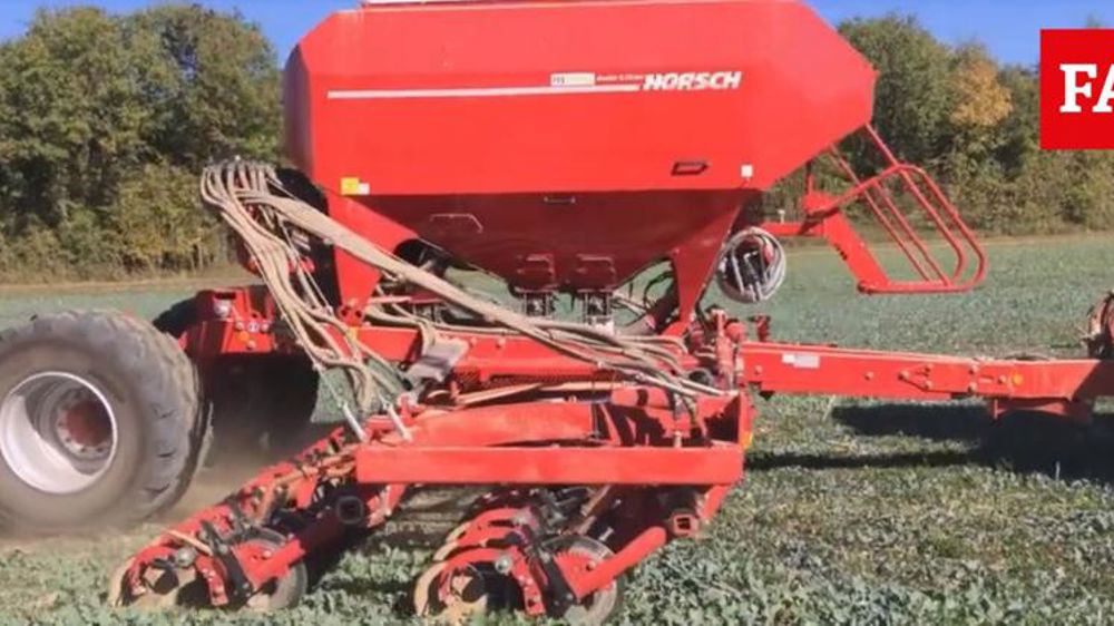 Colza et blé dans un couvert de trèfle semi-permanent