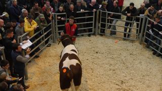 Un taureau rouge des prés vendu 7 100 € Un taureau rouge des prés vendu 7 100 €
