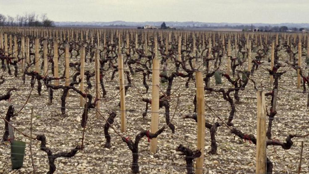Le gel d’avril a touché « 5 % du vignoble »