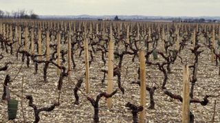 Le gel d’avril a touché « 5 % du vignoble » Le gel d’avril a touché « 5 % du vignoble »