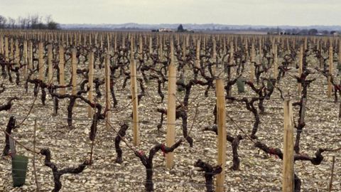 Le gel d’avril a touché « 5 % du vignoble » Le gel d’avril a touché « 5 % du vignoble »