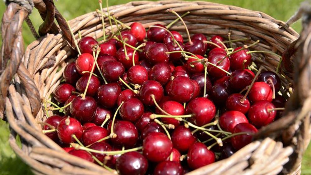 L’importation de cerises traitées au diméthoate interdite