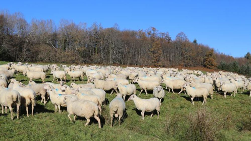 Les éleveurs ovins s’adaptent au réchauffement climatique
