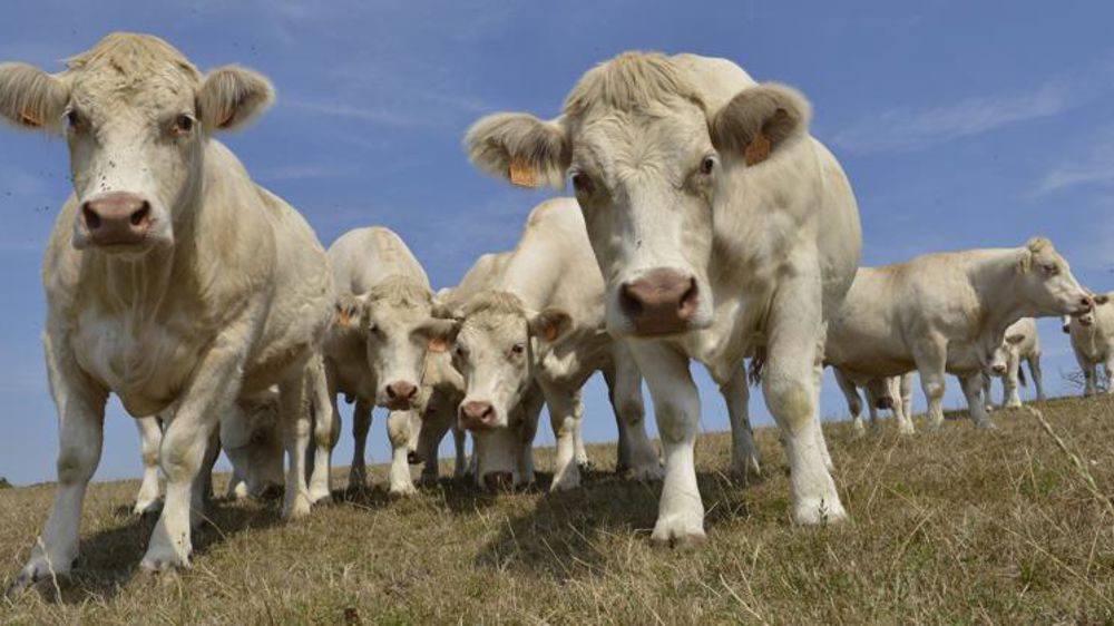 Les entreprises de l’aval « de mauvaise volonté »