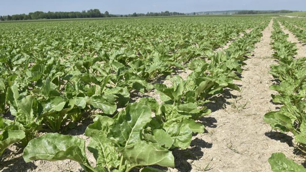 Chute de 4 % des surfaces de betteraves
