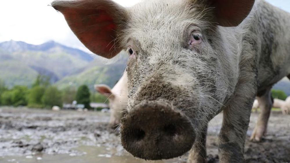 Deux foyers de maladie d’Aujeszky dans le Sud-Est