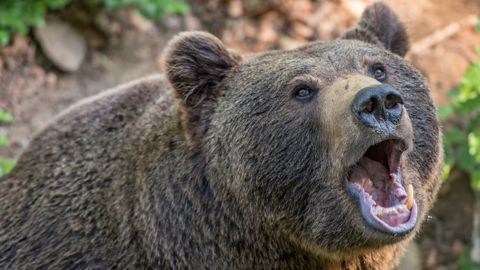 Une attaque d’ours au Pays basque Une attaque d’ours au Pays basque