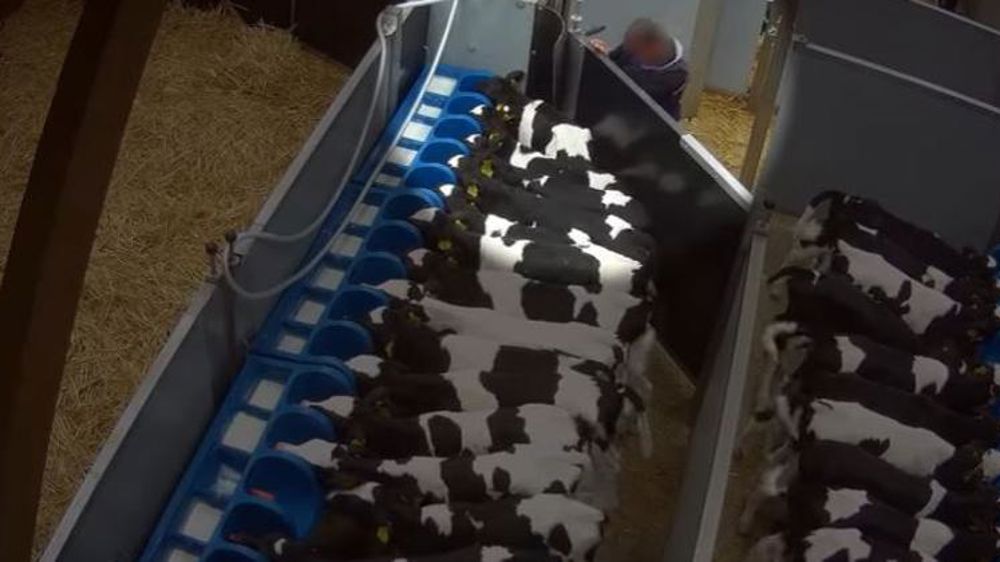 Le transport des veaux dans le viseur de L214