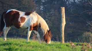 La grippe équine circonscrite La grippe équine circonscrite