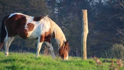 La grippe équine circonscrite La grippe équine circonscrite