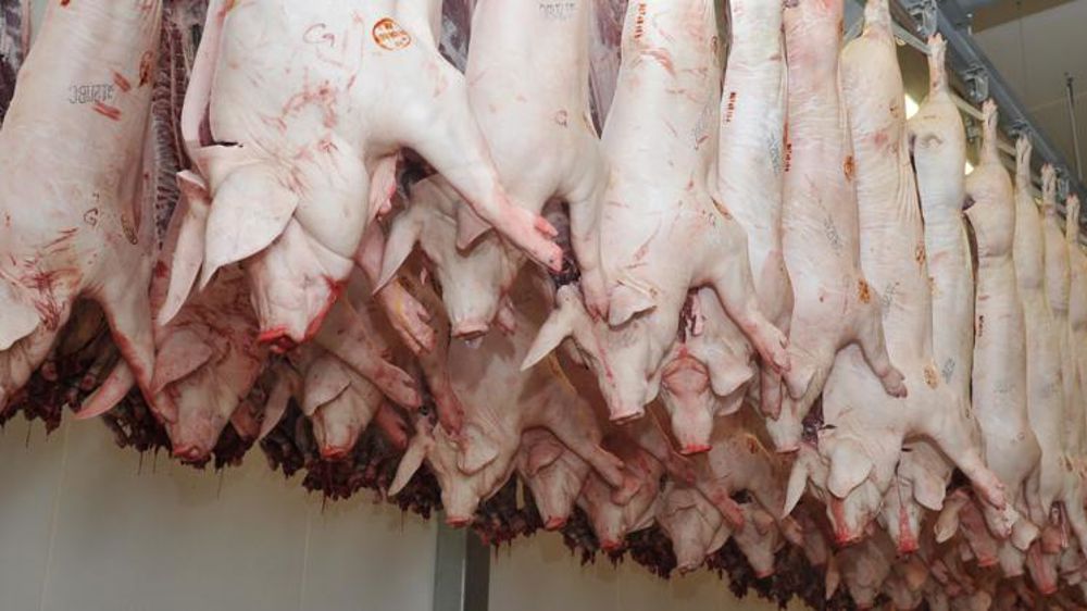 Un « vol organisé » des abatteurs