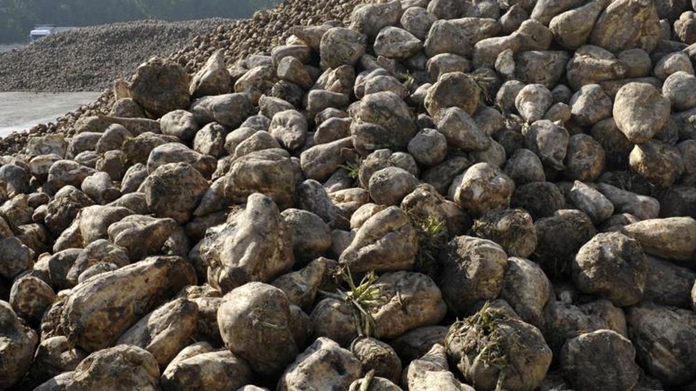 La commune veut aider ses planteurs de betteraves