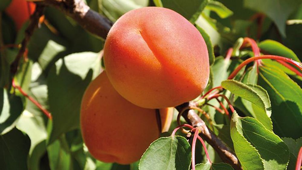 La production d’abricots rebondit