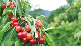 La production de cerises reprend des couleurs La production de cerises reprend des couleurs