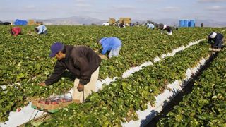 Les agriculteurs californiens ont la solution Les agriculteurs californiens ont la solution