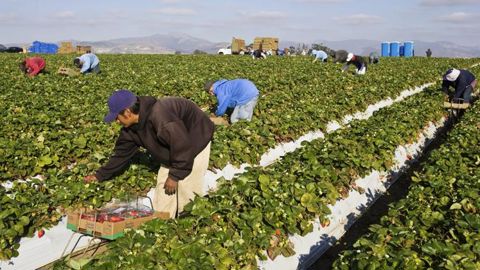 Les agriculteurs californiens ont la solution Les agriculteurs californiens ont la solution