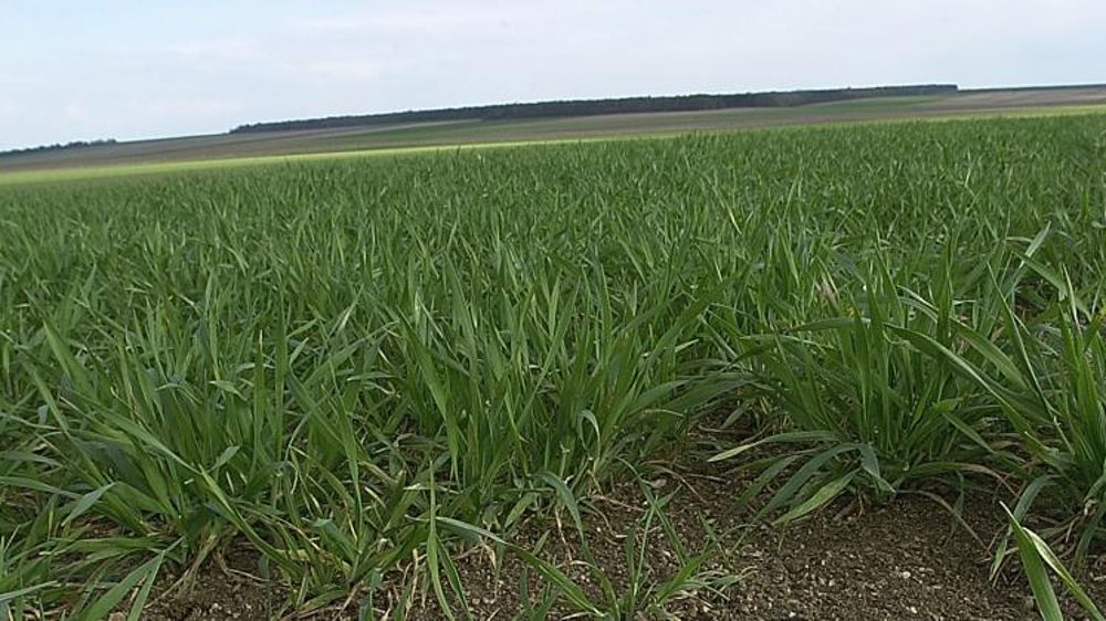 Début d’épiaison pour l’orge de printemps
