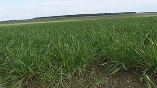 Début d’épiaison pour l’orge de printemps Début d’épiaison pour l’orge de printemps