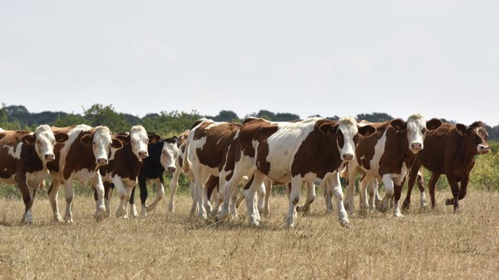 La FNSEA et JA prêts à mobiliser les jachères