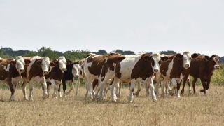 La FNSEA et JA prêts à mobiliser les jachères La FNSEA et JA prêts à mobiliser les jachères