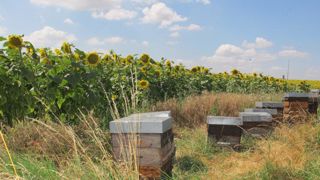 Une pétition pour mieux protéger les abeilles Une pétition pour mieux protéger les abeilles