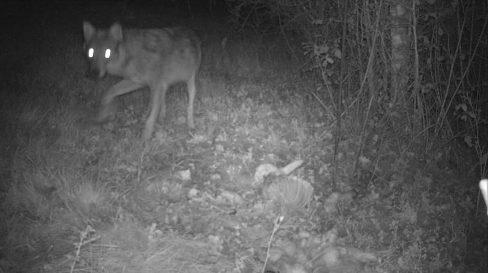 Le loup attaque en Saône-et-Loire