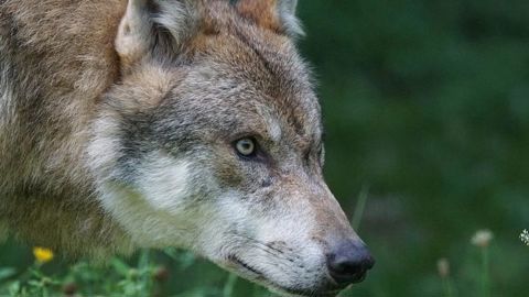 Colère des éleveurs au sujet du plan loup Colère des éleveurs au sujet du plan loup