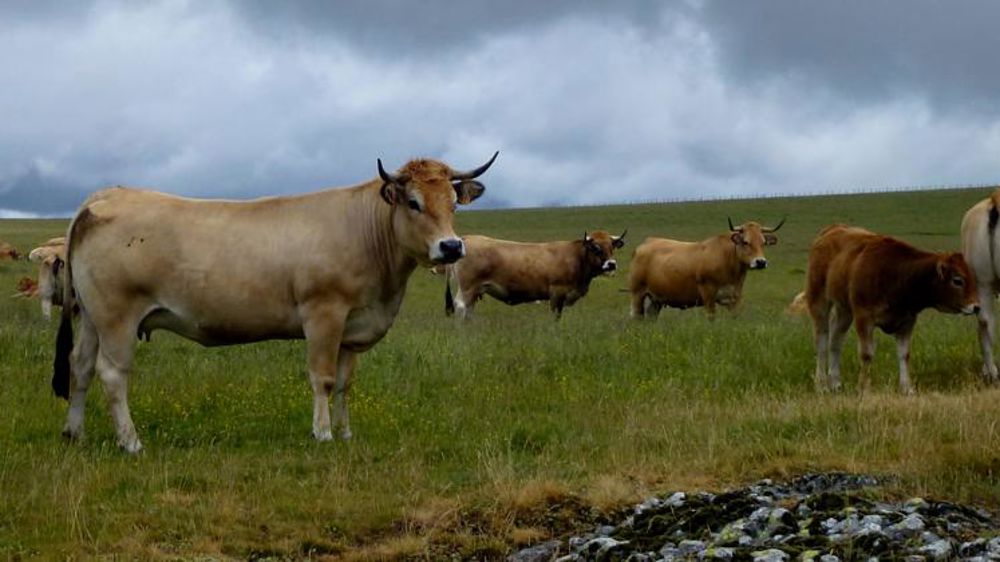 Moins de vaches à l’abattoir en avril