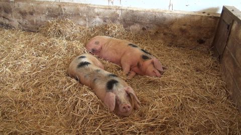 Porcs de Bayeux de la ferme Saint-Aignan. © Renaud d’Hardivilliers